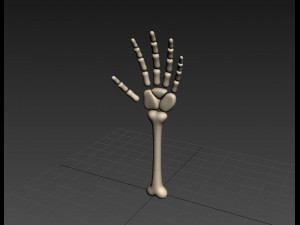 arm bone Modelo 3D