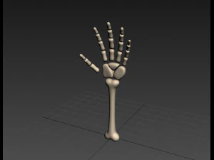 arm bone 3D Model