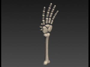 arm bone Modelo 3D