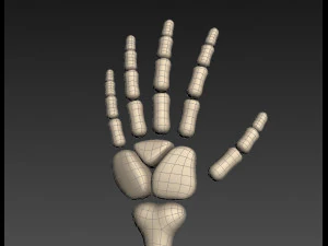arm bone 3D Model