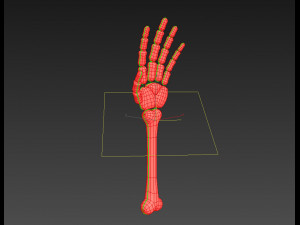 arm bone Modelo 3D
