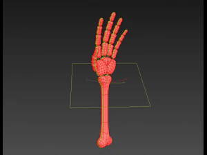 arm bone 3D Model
