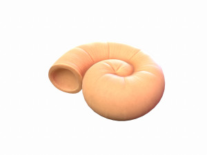 ammonite 3D मॉडल