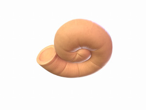 ammonite 3D मॉडल