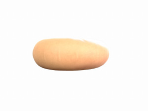 ammonite 3D मॉडल