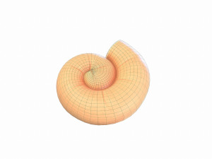 ammonite 3D मॉडल