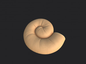 ammonite 3D मॉडल