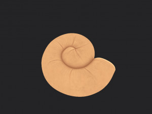 ammonite 3D मॉडल