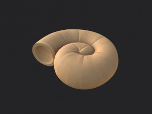 ammonite 3D मॉडल