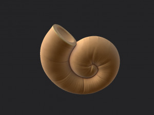ammonite 3D मॉडल