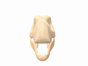 dinosaur skull Modelo 3D