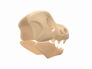 dinosaur skull Modelo 3D