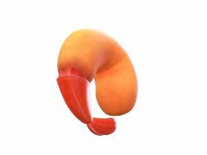 fried shrimp 3D 模型