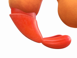 fried shrimp 3D 模型