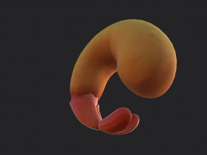 udang goreng Model 3D
