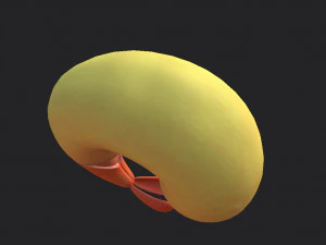 udang goreng Model 3D