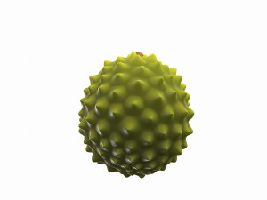 durian 3D मॉडल