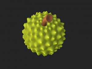 durian 3D Model