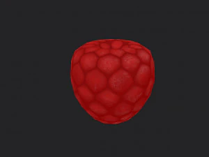 raspberry 3D Model