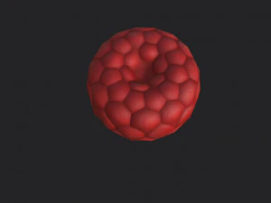 raspberry 3D Model