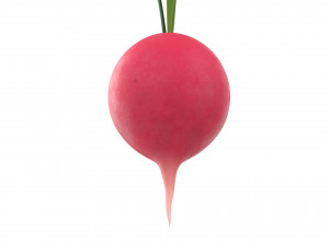 radish Modello 3D