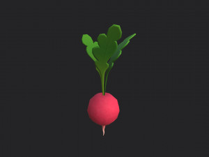 radish Modello 3D