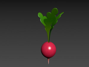 radish Modello 3D