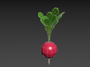 radish Modello 3D