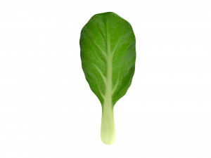 chinese kale 3D मॉडल