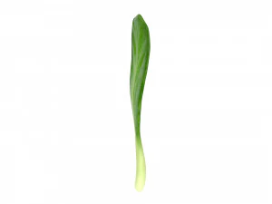 chinese kale 3D Model