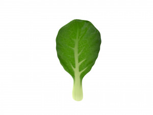 chinese kale 3D Model