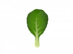 chinese kale 3D Model