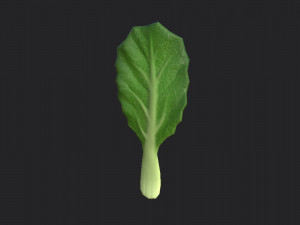 chinese kale 3D Model