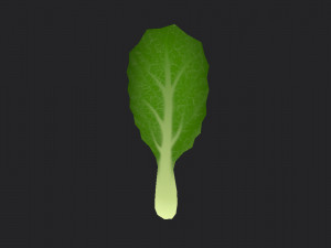 chinese kale 3D Model