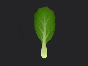 chinese kale 3D Model