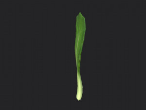chinese kale 3D Model