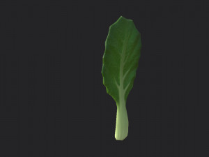 chinese kale 3D Model