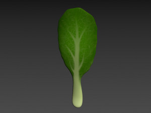 chinese kale 3D Model