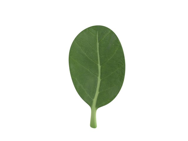 spinach Modèle 3D .c4d .max .obj .3ds .fbx .stl .blend 