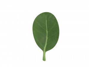 spinach 3D Модель