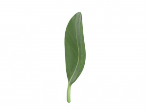 spinach Modèle 3D