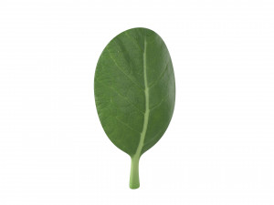 spinach Modèle 3D