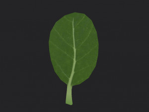 spinach Modèle 3D