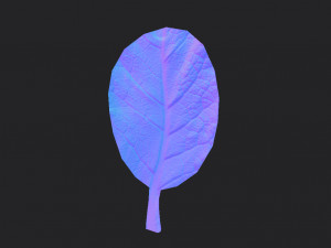 spinach Modèle 3D