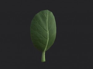 spinach Modèle 3D