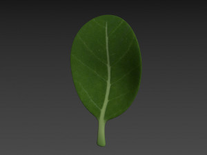 spinach Modèle 3D