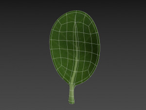 spinach Modèle 3D