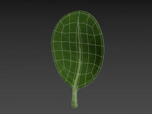ıspanak 3D Model