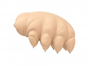 tardigrade 3D Модель