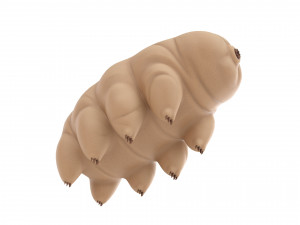 tardigrade 3D Модель